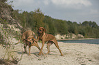 playing Rhodesian Ridgebacks