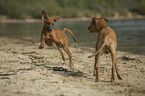 playing Rhodesian Ridgebacks