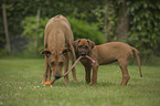 Rhodesian Ridgeback with young dog