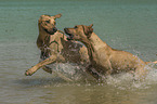 playing Rhodesian Ridgebacks