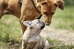 2 Puppies