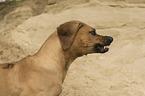 Rhodesian Ridgeback portrait