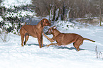 playing Rhodesian Ridgeback