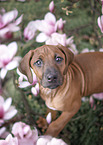 Rhodesian Ridgeback Puppy