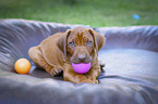 playing Rhodesian Ridgeback Puppy
