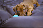 playing Rhodesian Ridgeback Puppy