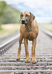 standing Rhodesian Ridgeback