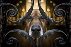 Rhodesian Ridgeback portrait