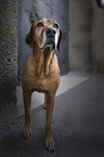 standing Rhodesian Ridgeback
