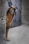Rhodesian Ridgeback