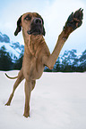 standing Rhodesian Ridgeback