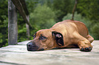 lying Rhodesian Ridgeback