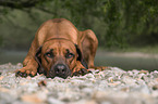lying Rhodesian Ridgeback