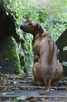 sitting Rhodesian Ridgeback