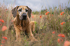 lying Rhodesian Ridgeback