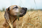 Rhodesian Ridgeback portrait