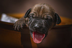 Rhodesian Ridgeback Puppy