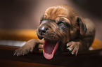 Rhodesian Ridgeback Puppy