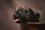 Rhodesian Ridgeback Puppy