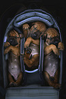 lying Rhodesian Ridgeback Puppies