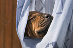 Rhodesian Ridgeback Puppy