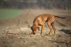 playing Rhodesian Ridgeback