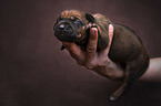 Rhodesian Ridgeback Puppy