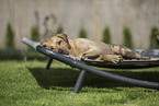 lying Rhodesian Ridgeback