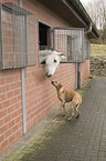 Rhodesian Ridgeback and Horse