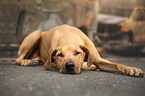 lying Rhodesian Ridgeback