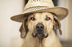 Rhodesian Ridgeback portrait