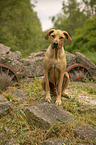 sitting Rhodesian Ridgeback