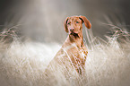 sitting Rhodesian Ridgeback
