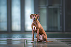 sitting Rhodesian Ridgeback