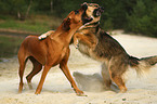 2 dogs