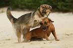 2 dogs