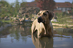 bathing Rhodesian Ridgeback