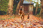 2 Rhodesian Ridgebacks