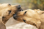 2 Rhodesian Ridgebacks