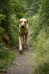 walking Rhodesian Ridgeback