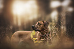 Rhodesian Ridgeback Portrait