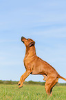 begging Rhodesian Ridgeback