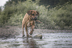 walking Rhodesian Ridgeback