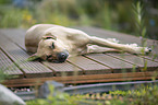 sleeping Rhodesian Ridgeback