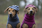 2 Rhodesian Ridgebacks