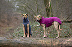 2 Rhodesian Ridgebacks