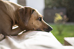 lying Rhodesian Ridgeback