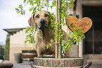 Rhodesian Ridgeback Portrait