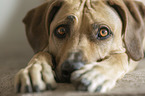 lying Rhodesian Ridgeback