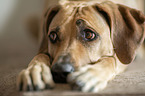 lying Rhodesian Ridgeback